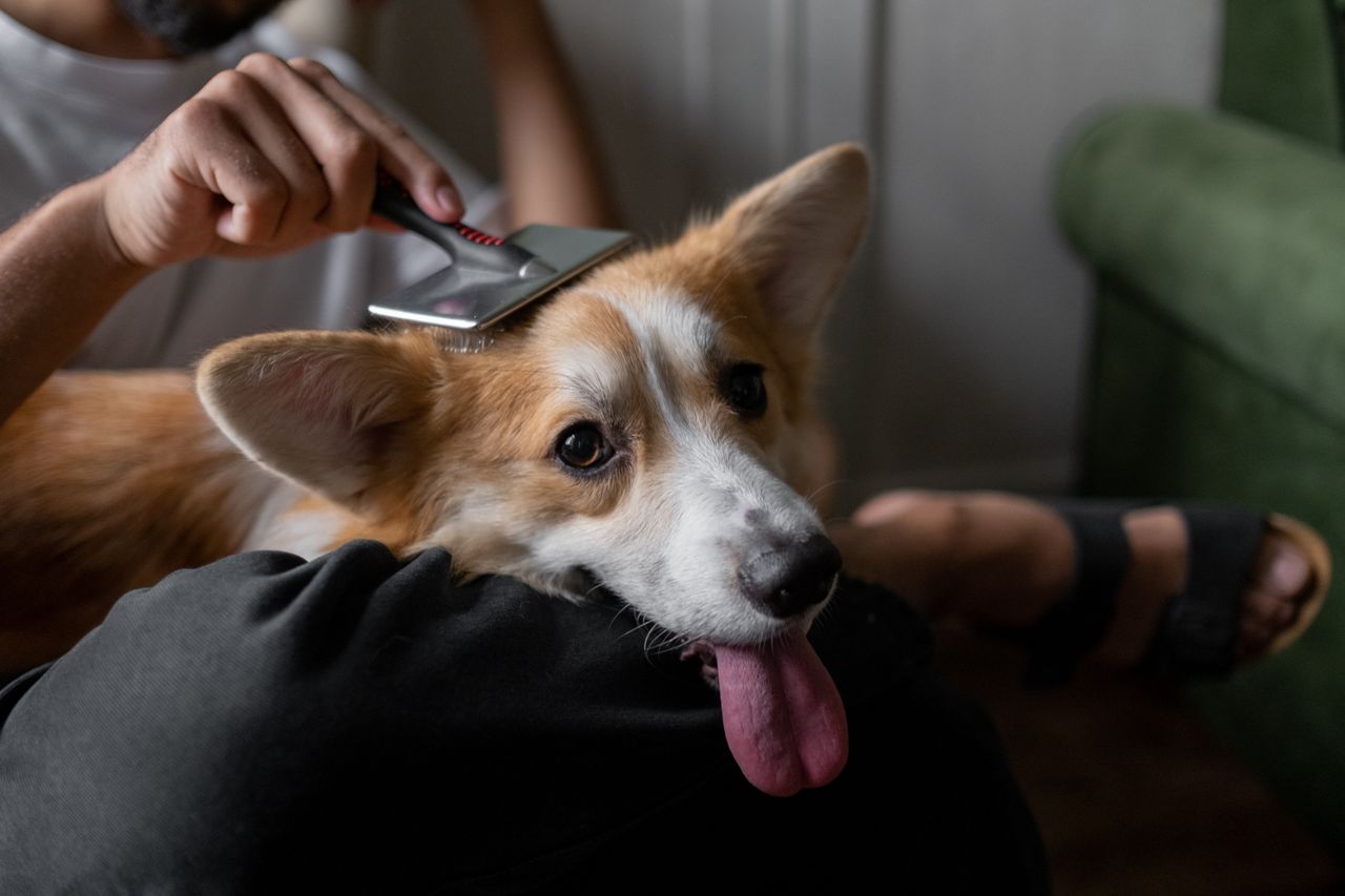 heros-img A man gently brushes his corgi indoors, showcasing a calm pet care moment.